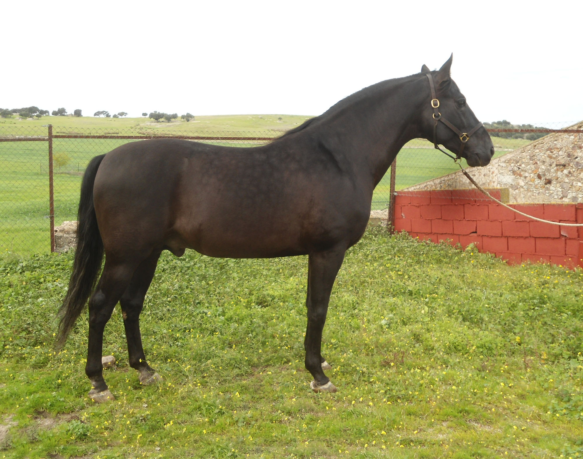 Listado de Caballos en Venta